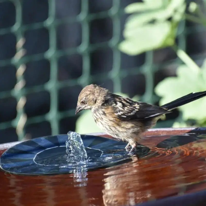 Eco Friendly Solar Powered Fountain